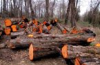 پیگیر قتل عام درختان به بهانه حکم قضایی باشید