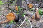 توضیحات شهردار منطقه ۳ در خصوص قطع درختان ژئوفیزیک دانشگاه تهران