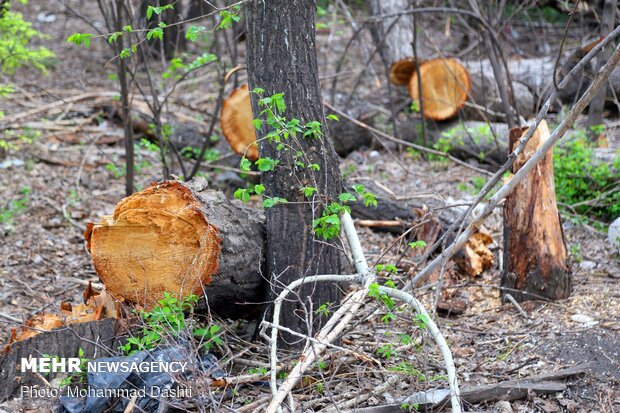 توضیحات شهردار منطقه ۳ در خصوص قطع درختان ژئوفیزیک دانشگاه تهران