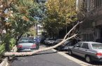 ۱۳ میلیارد ریال خسارت سقوط درختان، به شهروندان منطقه یک پرداخت شد