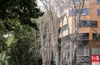 ۱۱۷ میلیارد تومان جریمه؛ جزای عامل خشک شدن درختان خیابان ولیعصر