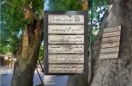 نام‌گذاری کهن‌سال‌ترین درخت چنار تهران به نام یکی از مفاخر
ایران