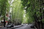 آغاز بهسازی میدان تجریش تهران با حفظ ۲۴۰۰ اصل درخت