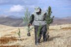 کاشت بیش از ۳۳ هزار اصله درخت و درختچه در منطقه ۱۹ تهران