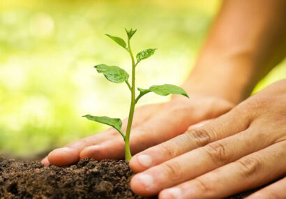 ۵۰ هزار درختچه و گل فصلی در شرق تهران کاشته شد