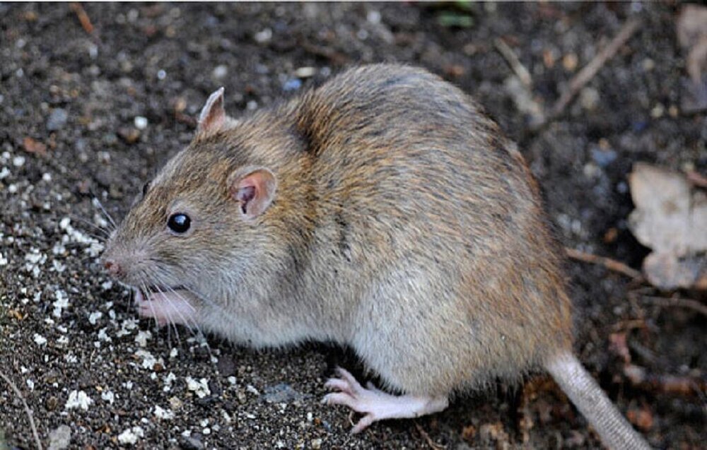 استانداردسازی روشهای کنترل حیوانات شهری در تهران