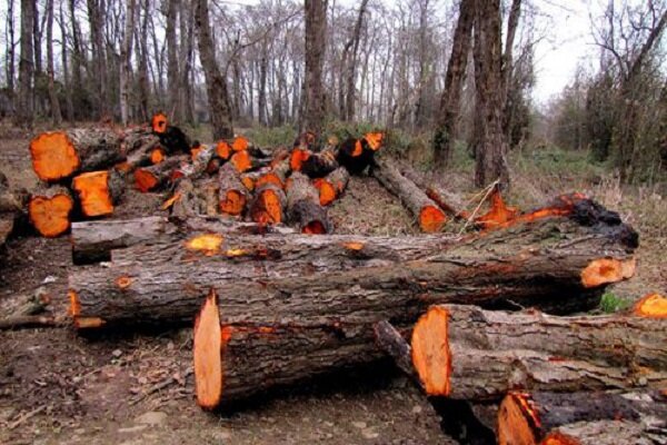 پیگیر قتل عام درختان به بهانه حکم قضایی باشید
