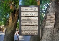 نام‌گذاری کهن‌سال‌ترین درخت چنار تهران به نام یکی از مفاخر
ایران
