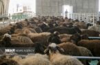 برپایی قربانگاه ایمن و بهداشتی در تهران