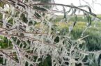تازیانه سرما بر جان مزارع کشاورزی دشت نمدان اقلید