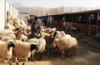 عرضه بهداشتی دام در تهران زیر نظر دامپزشکان و ناظران شرعی
