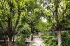 ماجرای جابجایی درختان در منطقه ۱۴ تهران برای ساخت بزرگراه