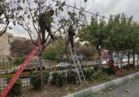 درختان منطقه ۲ آماده فصل زمستان شدند