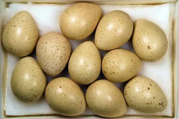 قیمت تخم کبک در میادین میوه و ترهبار اعلام شد