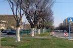 حفاظت از درختان منطقه ۲ تهران با اجرای طرح باندینگ