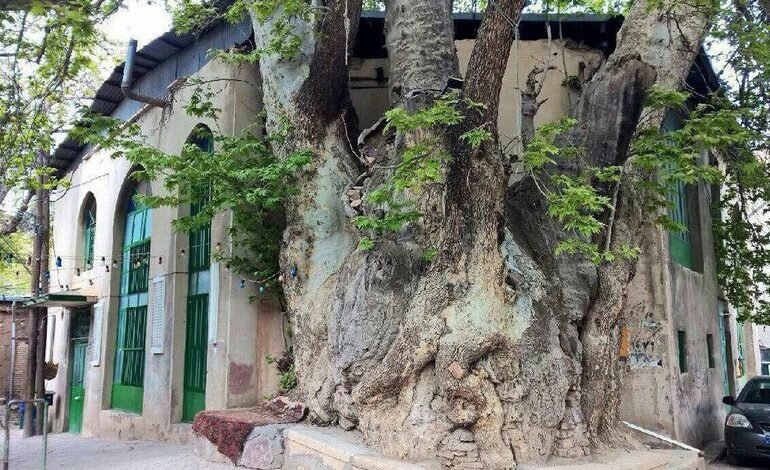 چنارهای منطقه ۲ تهران جانی دوباره می‌گیرند